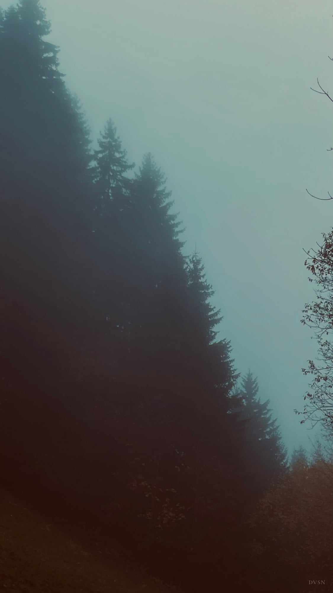 Des sapins qui s'effacent en diagonale dans un brouillard dense.